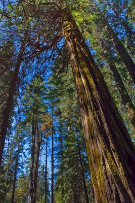 Mariposa Grove Giant Sequoia's