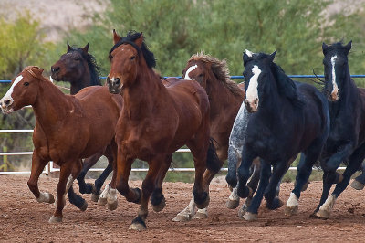 Rodeo Horses