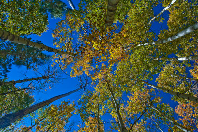 Aspens - Flagstaff