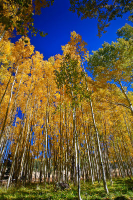 Aspens - Flagstaff