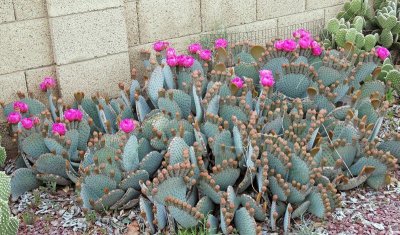 DSC_0004.jpg
