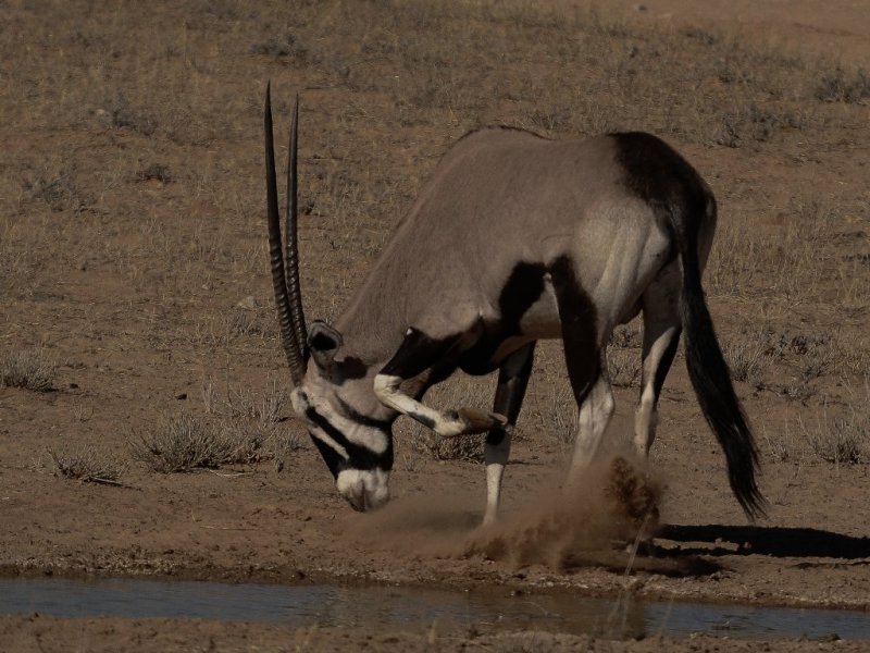 gemsbok-004