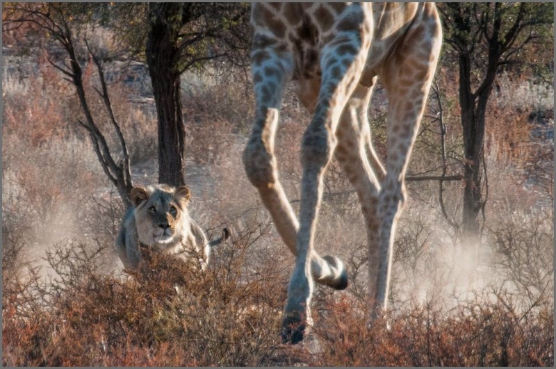 Lion-Giraffe chase(6)