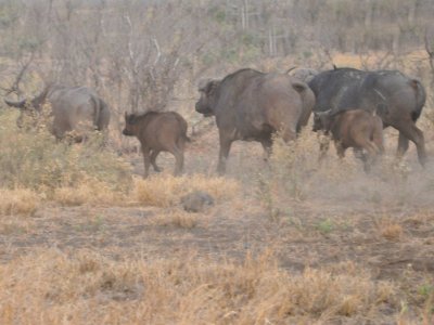 buffalo_vs_lions