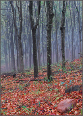 mist in the forest