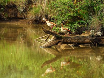 egyptian goose reflection