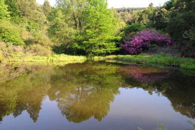 reflected colours