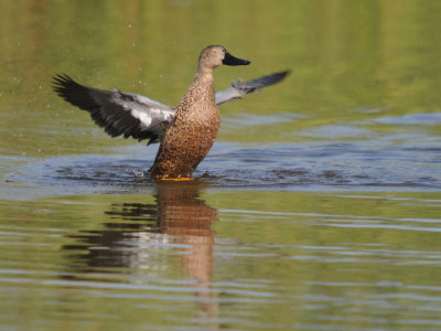 shoveler