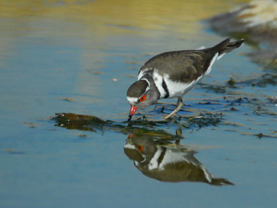 thirsty three-banded plover