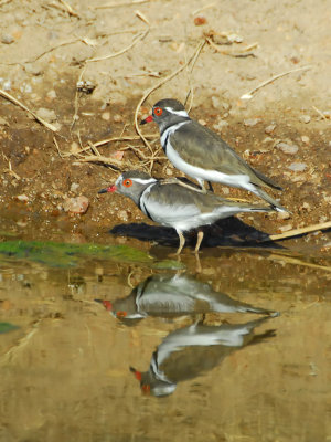 three-banded plover