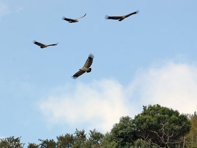 vulture-02