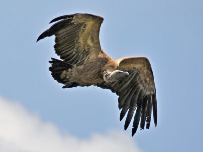 vulture-13