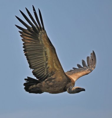 vulture-14
