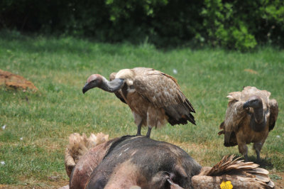 vulture-23