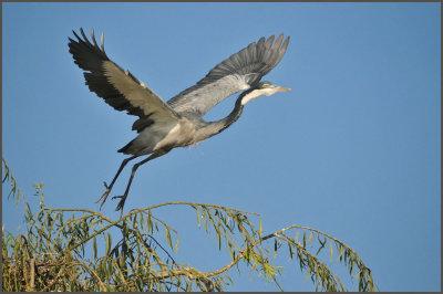 black headed heron taking off