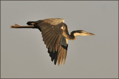 black headed heron