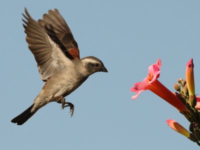 sunbird like sparrow.jpg