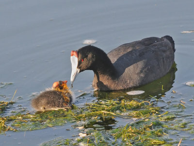 coot feeding time