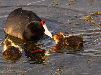 coot with chicks