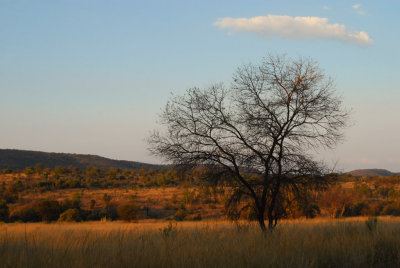 golden light