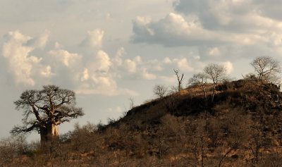 boabab tree