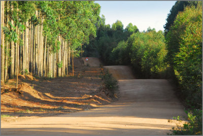 scenic dirt road