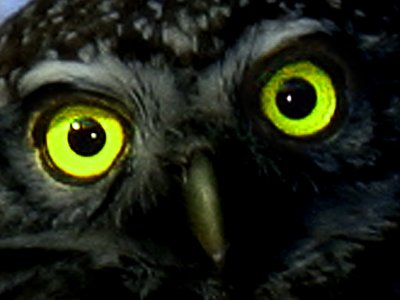 TC-0917-owl eyes