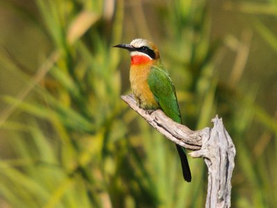Bee-eater 2.jpg