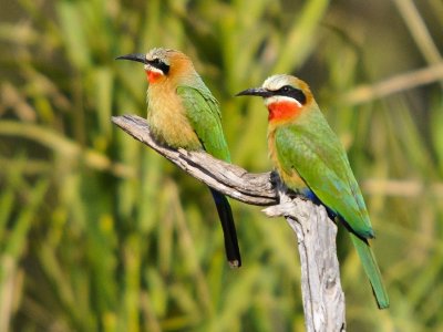 Bee-eater 3.jpg