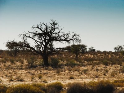 kgalagadi-002