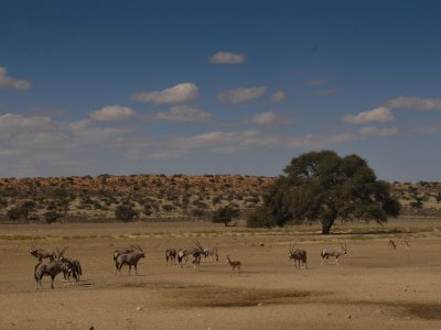 kgalagadi-004