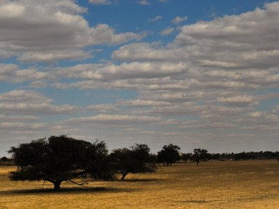 kgalagadi-005