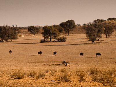 kgalagadi-011