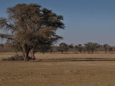 kgalagadi-012