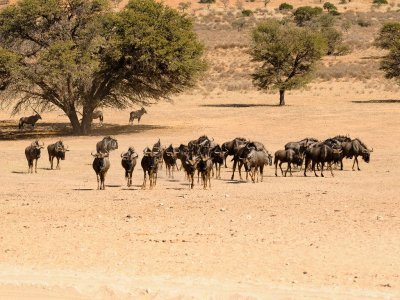 kgalagadi-014