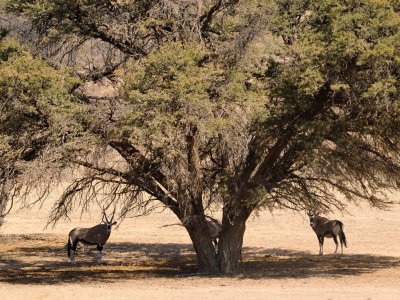 kgalagadi-015