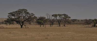 kgalagadi-020