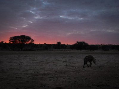 kgalagadi-026