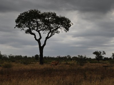 kgalagadi-027