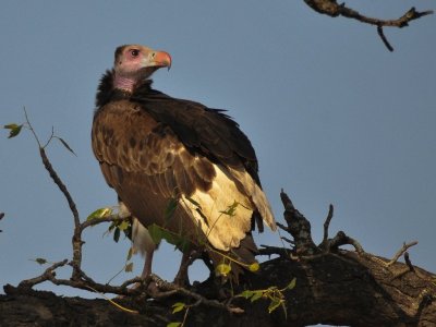 White-headed Vulture