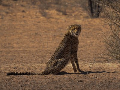 Cheetah-006