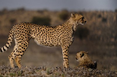 Cheetah-012