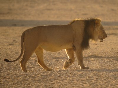 Kalahari Lion-001