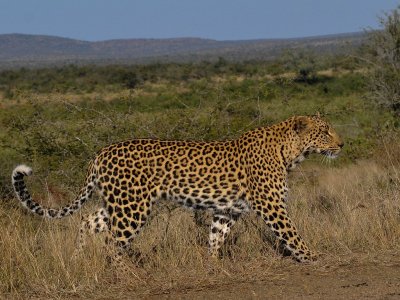 Leopard-007