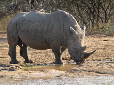 Rhino-003