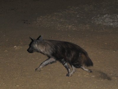 brown hiena