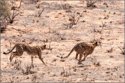 Cheetah on chase