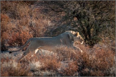 Lion-Giraffe chase(4)