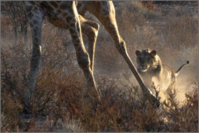 Lion-Giraffe chase(7)