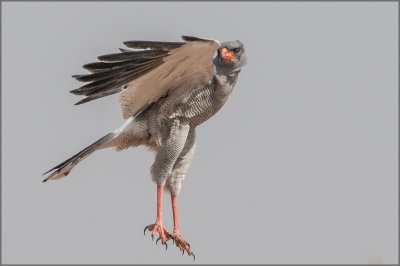 Chanting Goshawk lifting off